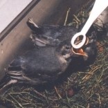 Bachstelzenjunge Handaufzucht