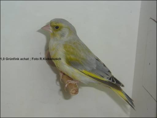 1,0 Gr�nfink achat