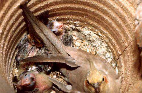 Junge Nymphensittiche mit Altvogel