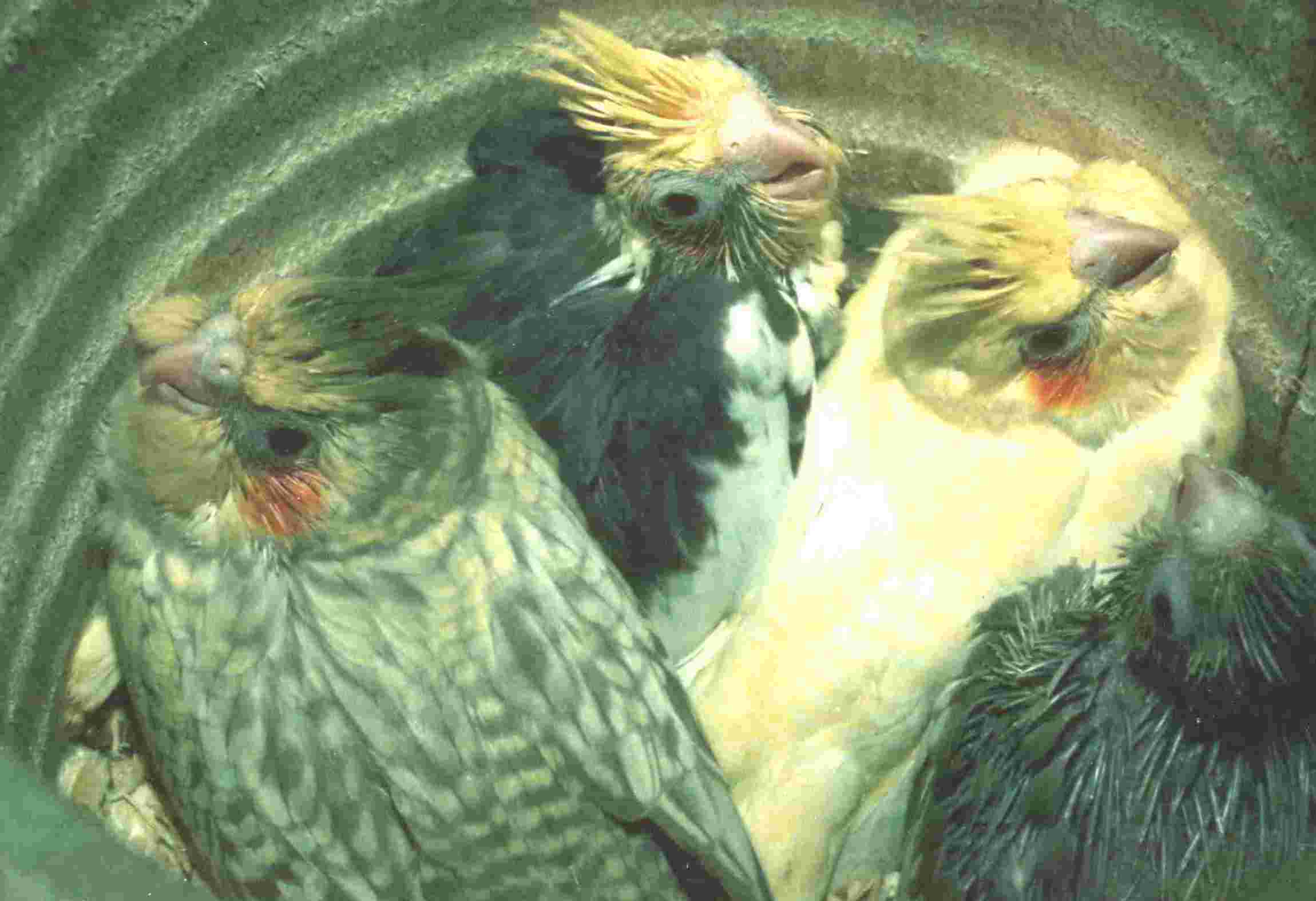 Vier Jungvgel in einem Nest: Zimt,Zimtschecke,zimtgeperlt und lutino