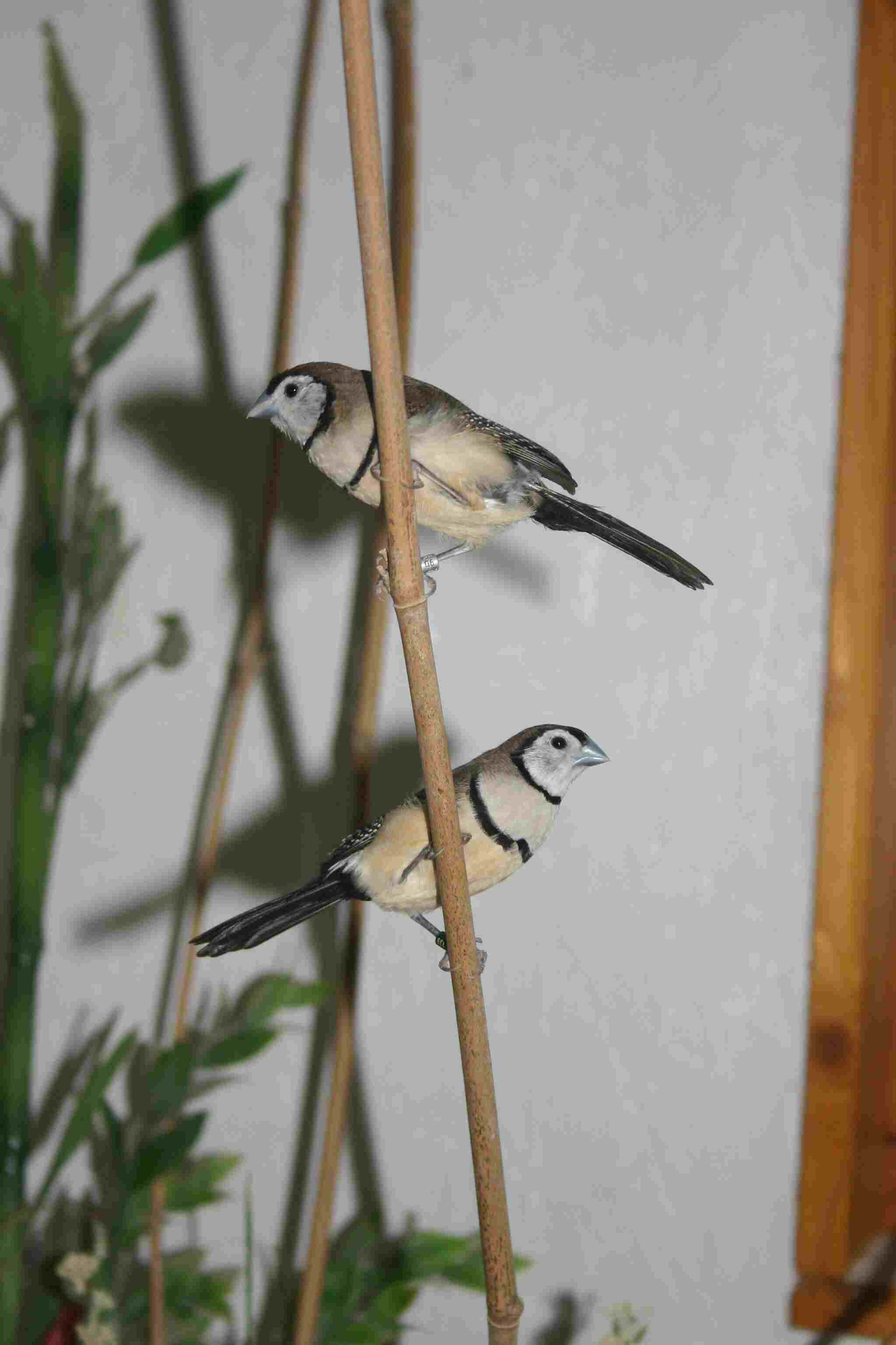 Die kleinen Zwerge aus Australien:Ringelastrilde