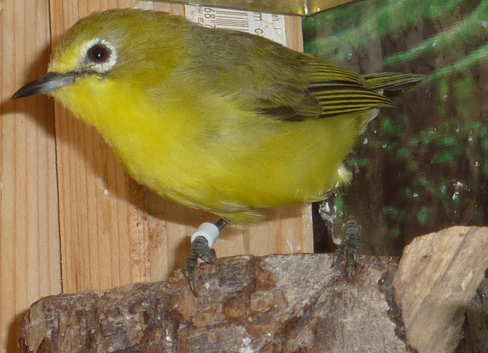 Senegalbrillenvogel